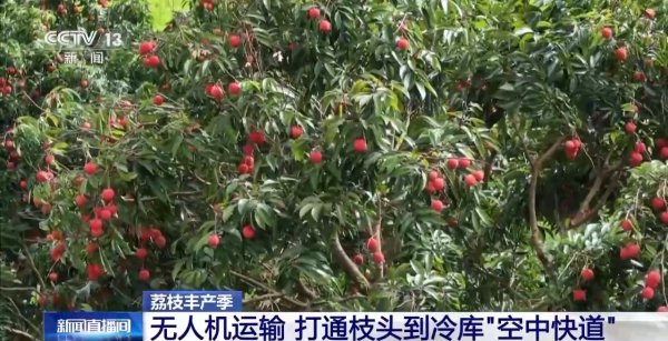 鑫东财配资 从岭南枝头到全球餐桌 广东荔枝解锁“四季鲜”密码→